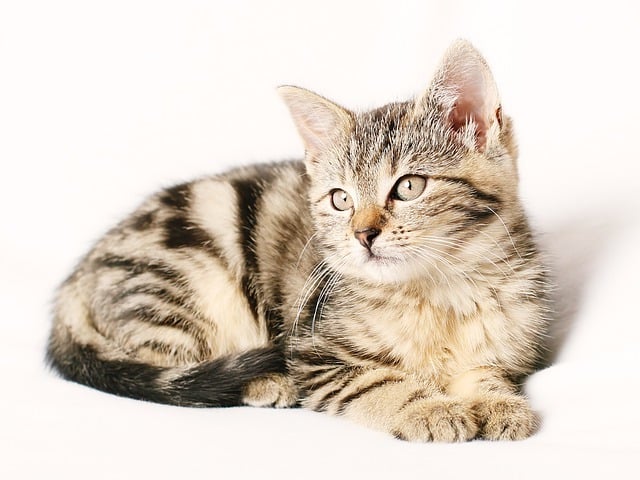 We strive to provide exceptional veterinary care