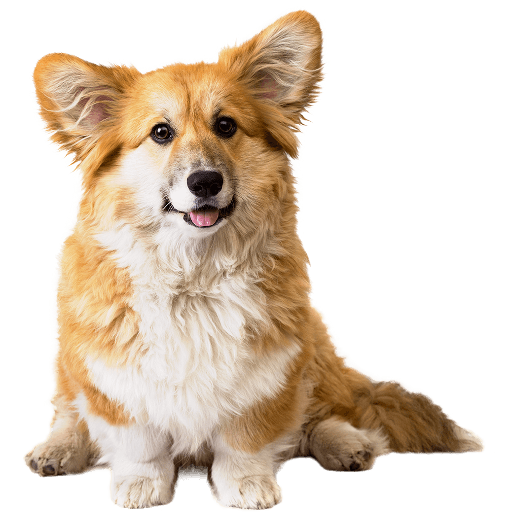 corgi-fluffy-dog-isolated-transparent