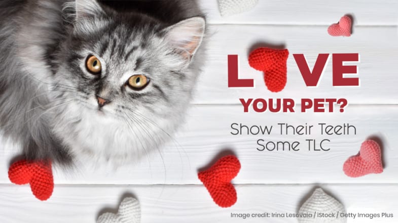 Love Your Pet? Show Their Teeth Some TLC
